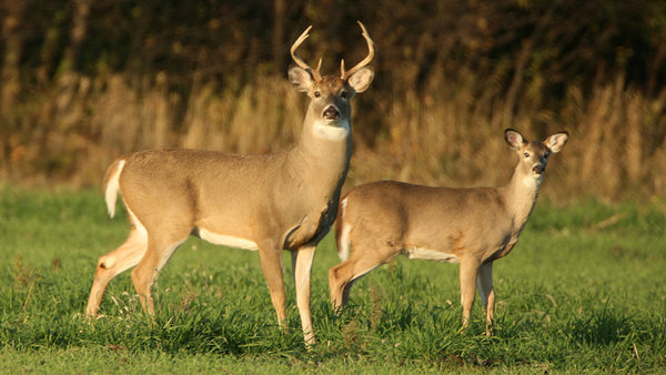 From Antlers to Hooves: Whitetail Deer Anatomy