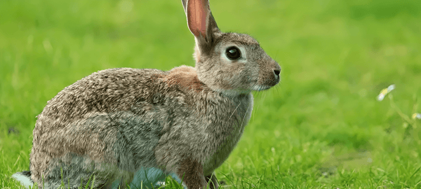 How to Hunt Rabbits: Beginners Guide for Bunny Hunting